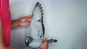 Pigeon image