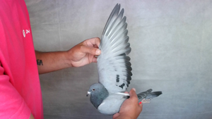 Pigeon image