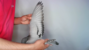 Pigeon image