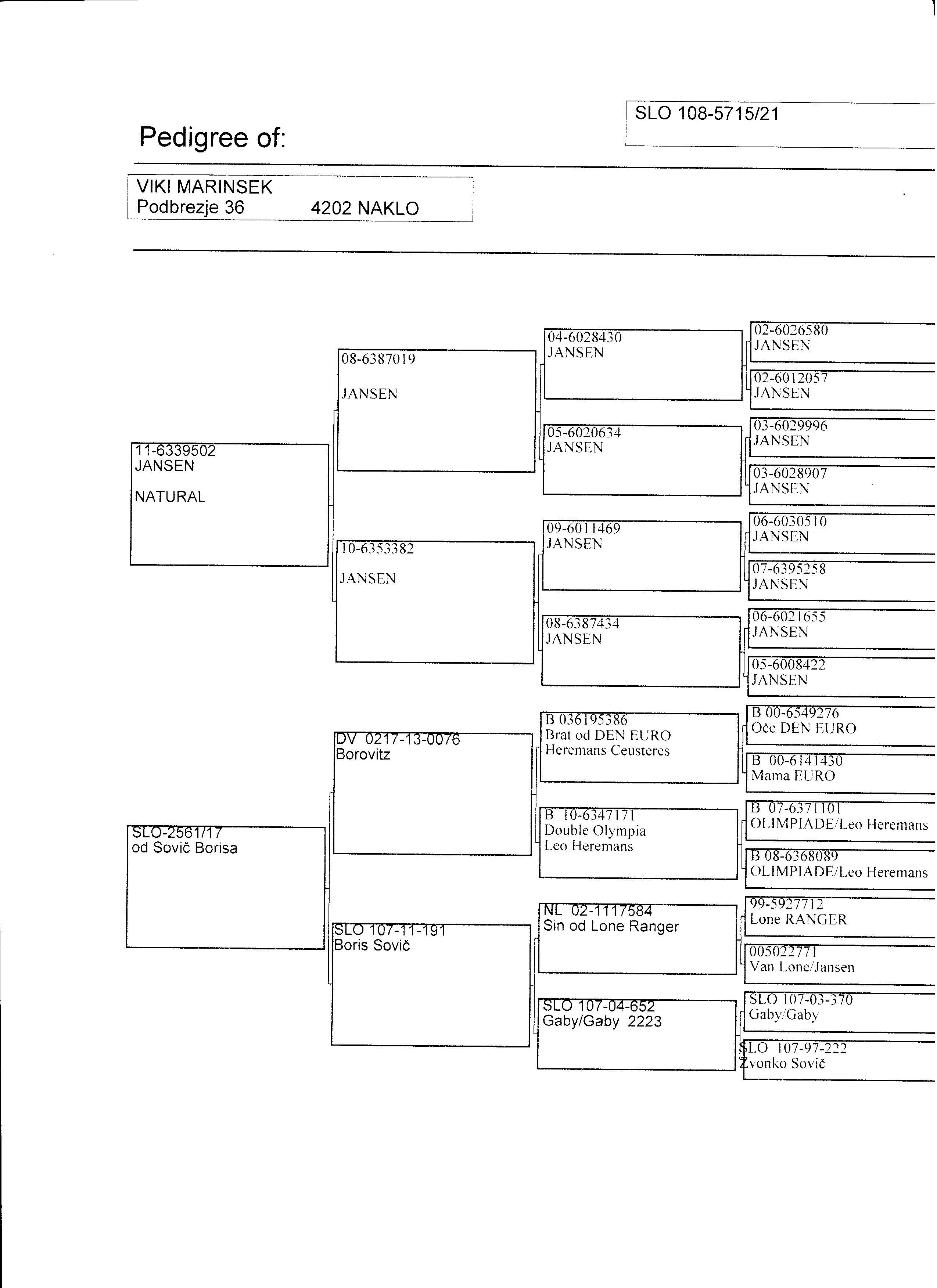 Pigeon pedigree image