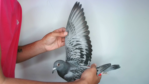 Pigeon image