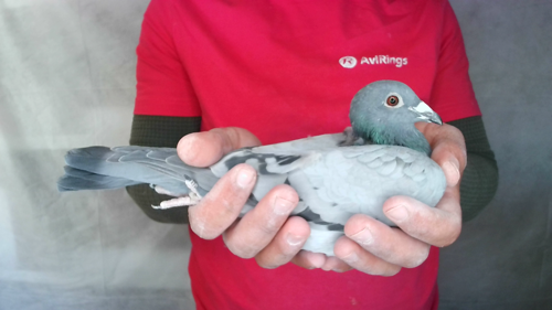 Pigeon image