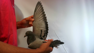 Pigeon image