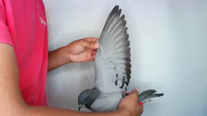 Pigeon image