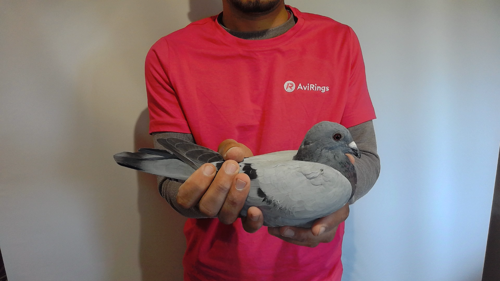 Pigeon image