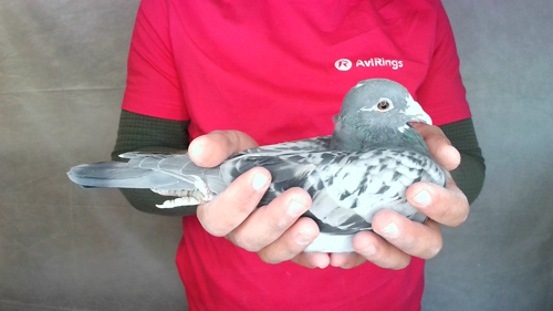 Pigeon image