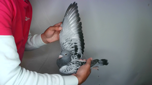 Pigeon image