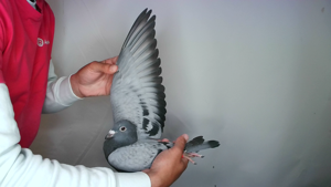 Pigeon image
