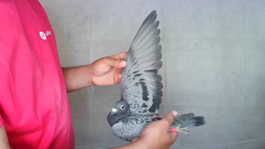 Pigeon image