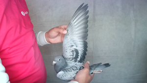 Pigeon image