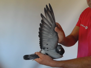 Pigeon image