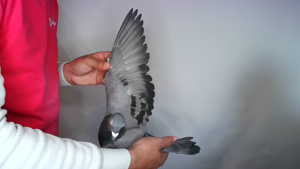Pigeon image