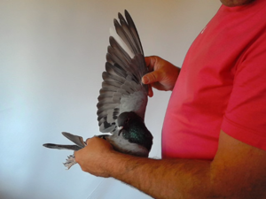 Pigeon image