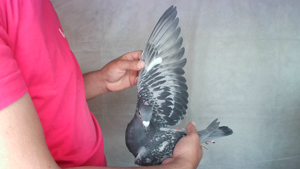 Pigeon image