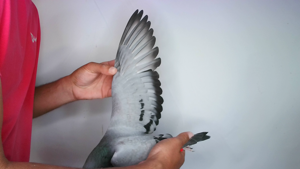 Pigeon image