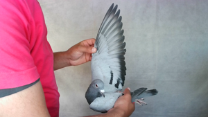 Pigeon image