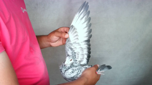Pigeon image