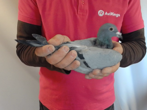 Pigeon image