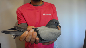 Pigeon image