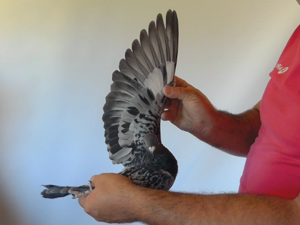 Pigeon image