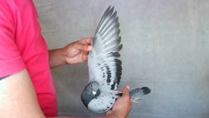 Pigeon image