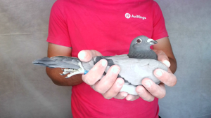 Pigeon image