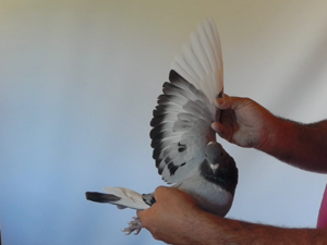 Pigeon image