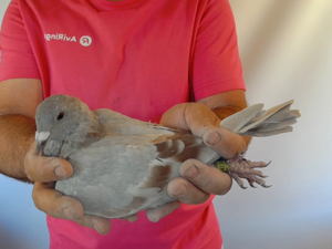 Pigeon image