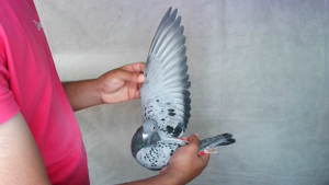 Pigeon image