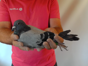 Pigeon image