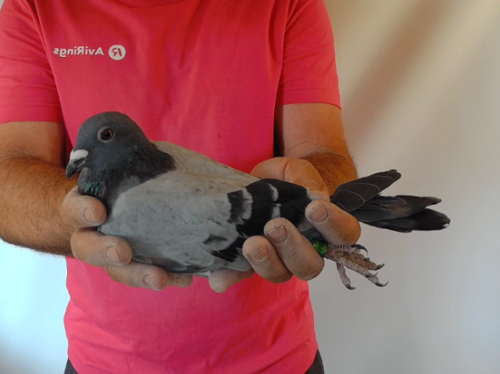 Pigeon image