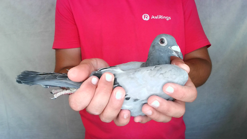 Pigeon image