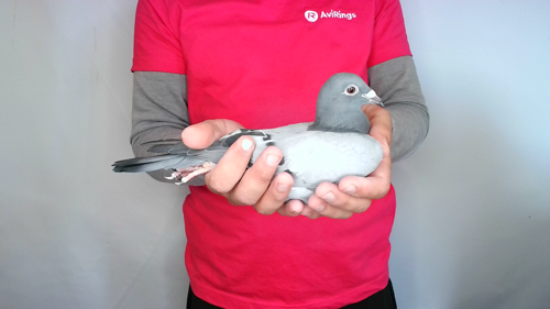 Pigeon image