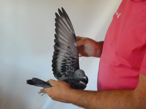 Pigeon image