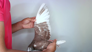 Pigeon image