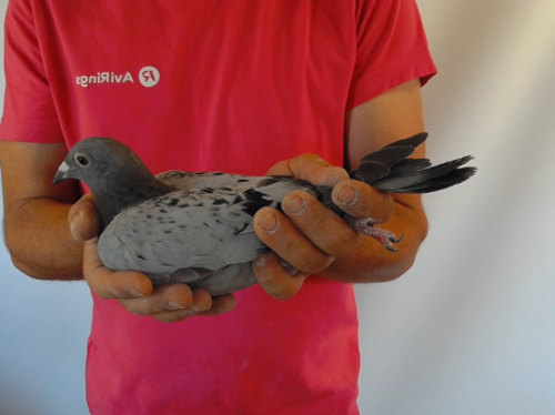 Pigeon image