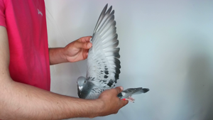 Pigeon image