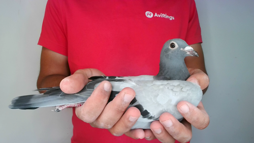 Pigeon image