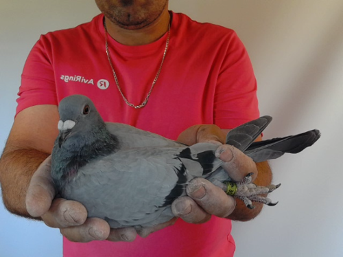Pigeon image