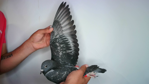 Pigeon image