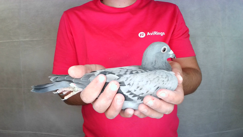 Pigeon image
