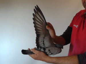 Pigeon image