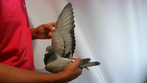 Pigeon image