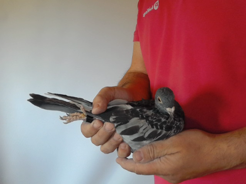 Pigeon image