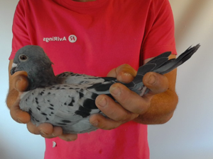 Pigeon image