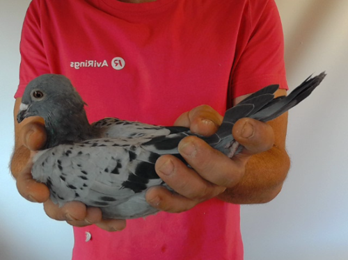 Pigeon image