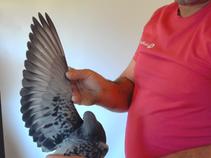 Pigeon image