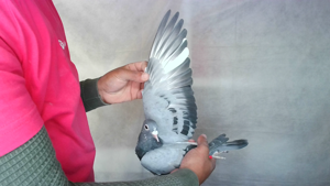 Pigeon image