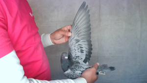 Pigeon image