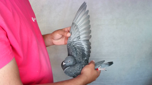 Pigeon image